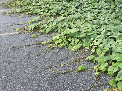 an image of kudzu vines and tendrils creeping across a parking lot
